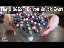 57 EDISON OYSTERS! Biggest Edison Oyster Shuck EVER! HUGE 12mm Edison Pearls in Live Pearl Party