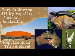 Part 2: Moving All My Reptiles Across Australia... Road Trip & Fun Tourist Activities!