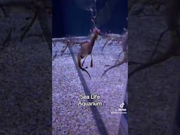 Sea Life Aquarium - Seahorses, Sharks, Aquarium Tour