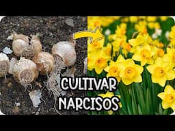 NARCISOS : Todo lo que necesitas para plantar y cultivarlos en maceta y jardín