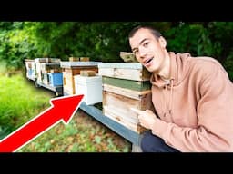 Summer beekeeping update - the honey is coming in and we now have 8 beehives!