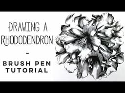 How to draw with a brush pen // Rhododendron drawing and inking tutorial