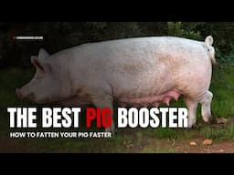 How to Fatten Your Pig Faster | The Best Pig Booster