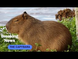 Rodents I Capybara I Animals for Kids