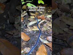 Beautifully colorful and venomous Malayan blue coral snake