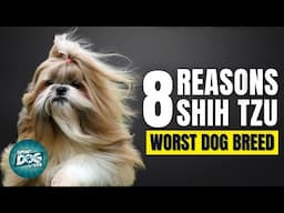 8 Reasons Shih Tzu Might Just Be The Worst Dog Breed