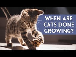 When Do Cats STOP Growing And Become An ADULT?