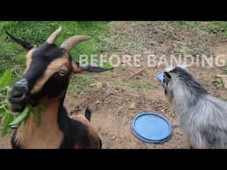 Dehorning adult goats through banding.  One year follow up.