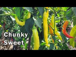 Midwest Chunky Sweet Pepper Cross - What it Looks Like and Taste Test