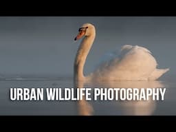 How to Photograph Wildlife in the City with Sam Rowley | Urban Wildlife Photography