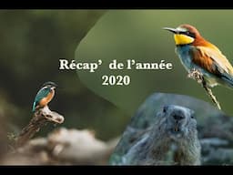 Recap' 2020 ... Une année de photo et vidéo animalière