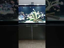 My 90 gal Glofish Tank Setup