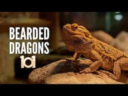 Bearded Dragons 101: Everything You Should Know