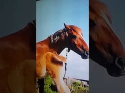 Beautiful Horses🐎🐎🐎with Relaxing music