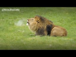 Do Lions Roar to Scare Their Prey?