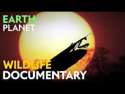 Wildlife Documentary: The Last Forest