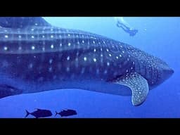 Darwin Island in the Galapagos, the Ultimate Shark Dive Site