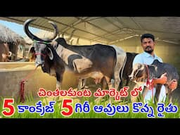 చింతలకుంట  మార్కెట్ లో 5 కాంక్రేజ్ 5 గిరీ ఆవులు కొన్న బెంగళూర్ రైతు | Quality Kankrej Cows