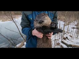 Nolan's Big Otter!  Spring Trapping 2023