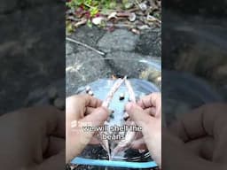 How to Properly Save Bean Seeds