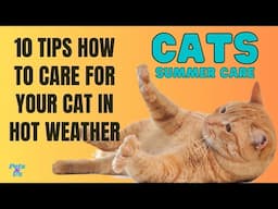 🔝 10 Tips How To Care For Your Cat In Summer | Cat Summer Care 2023 | Pet and Us