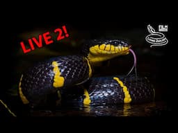 We film documentaries about snakes, the newest one is Snakes in the city - Singapore