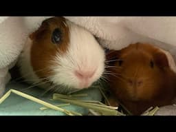 Taking Guinea Pig To Visit Her Cage Mate In Veterinary Hospital