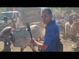 Toro de buenas características en El Tránsito El Salvador On