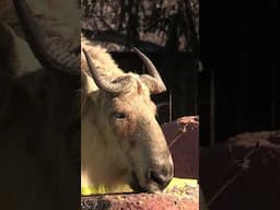 Saint Louis Zoo takin Cornelia enjoys her first birthday party #stlouiszoo #stlzoo #animals #takin