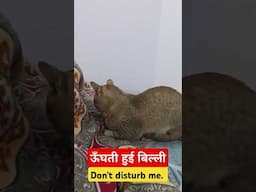 ऊँघती हुई बिल्ली #Sleepy cat #funny cat video #cat #catlover #funny