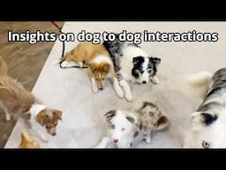 Insights on teaching dogs how to interact with each other