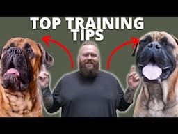 3 TIPS FOR TRAINING YOUR BULLMASTIFF