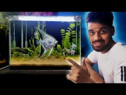 EK PLANTED AQUARIUM FOR PLATINUM ANGEL FISH