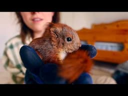 I Rescue THREE Baby Red Squirrels from a Farm Barn