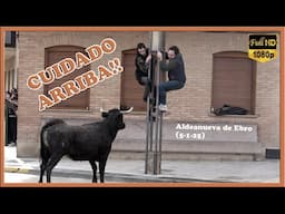 CUIDADO ARRIBA!! Aldeanueva de Ebro (5-1-25)