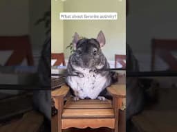 Should we do reasons you don’t want one next? 😅 #chinchilla #pets #care #faq