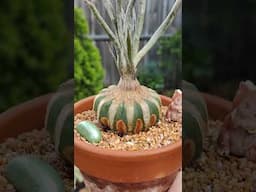 Soon to bloom, Astrophytum Caput-medusae | bikolanahardinera #shortvideo #astrophytum #cactus