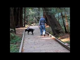 A Walk in Muir Woods with Inga