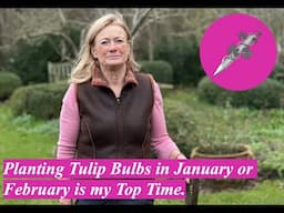 Planting Tulip Bulbs in January or February is my Top Time.