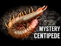 The Mystery Centipedes in my Backyard