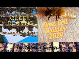 Beekeeping: First Cell Builder 2024 | Queen Rearing