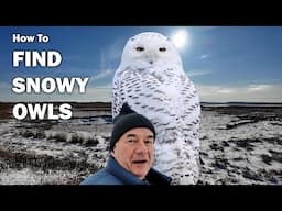 How To Find SNOWY OWLS