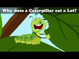 Why does a Caterpillar eat a Lot? + more videos | #aumsum #kids #cartoon #whatif