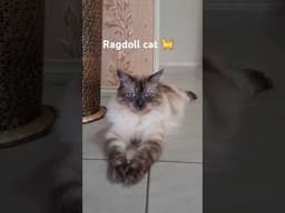 #ragdoll #cat #cutekitten