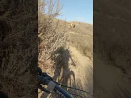 Las Ramblas Mountain Biking Choke-N-Coyote #LasRamblas #Coyote #mtbmor