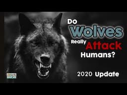 Do Wolves Really Attack Humans? 🐺 2002 - 2020 update 🐾