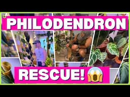 My Philodendron Almost Died! (Plant Rescue & Care Tips)