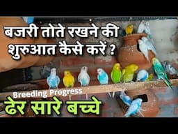 Budgies Bird Rakhne Ki Shuruat Kese Kare | बजरी तोता पालने की शुरुआत कैसे करें ? | Colony Progress