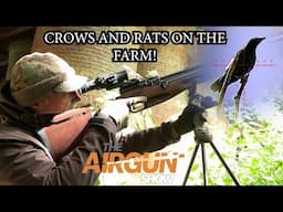 The Airgun Show | Farmyard crow, magpie and rat hunt | BRK Brocock Ranger review