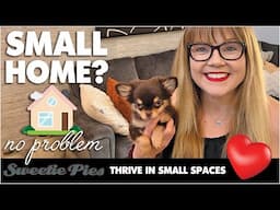 Chihuahuas are Perfect for Tiny Homes! Sweetie Pie Pets #sweetiepiepets #chihuahuapuppy